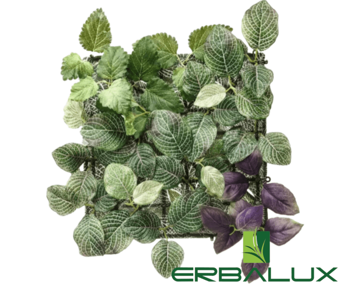 fittonia